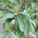 Cornus capitata 叶