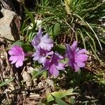 Primula hirsuta Flor