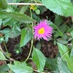 Symphyotrichum novae-angliaeFlower