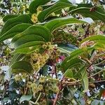 Smilax china Blad