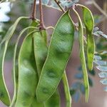 Albizia adianthifolia Frouezh