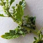 Dysphania pumilio Flor
