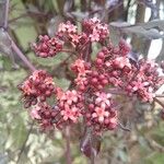 Leea guineensis Flower