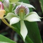 Prosthechea chacaoensis Kvet