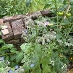 Borago officinalisBlomst