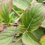 Weigela hortensis Fruit