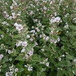 Althaea officinalis Hábitos