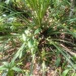 Bromelia karatas অভ্যাস