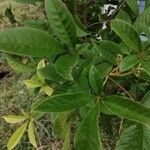 Vitex megapotamica Foglia