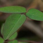 Oxalis barrelieri Leaf