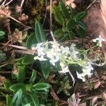 Galium pumilum Flower