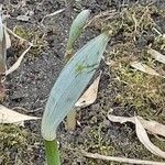 Polygonatum odoratum Liść