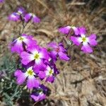 Marcus-kochia littorea Flower