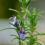 Salvia jordanii Folha