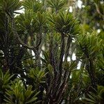 Euphorbia neriifolia Hoja