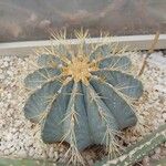 Ferocactus glaucescens List