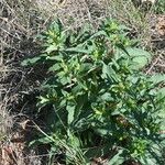 Phlomis herba-venti Feuille