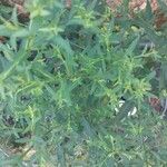 Symphyotrichum dumosum Blatt