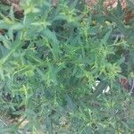 Symphyotrichum dumosum Leaf