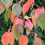 Prunus sargentii Leaf