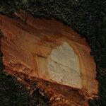 Tetraberlinia bifoliolata Rinde