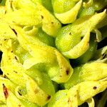 Disa cylindrica Flor