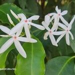 Kopsia singapurensis Flower