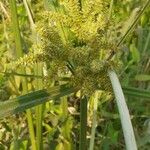 Cyperus alopecuroides Levél