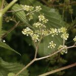 Laportea aestuans Habit