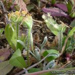 Plantago rhodosperma Hábito