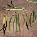 Vanilla planifolia Φρούτο