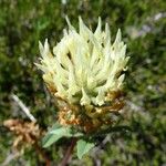 Trifolium ochroleucon Blomma