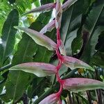 Heliconia chartacea Blomst