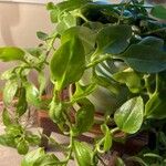 Peperomia serpens 葉