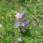 Gentianella aspera Elinympäristö