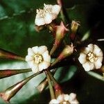 Pisonia gigantocarpa 花