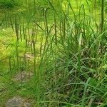 Carex pendula Leaf