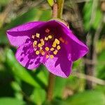 Talinum portulacifolium Kukka
