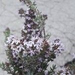 Thymus vulgarisBlodyn