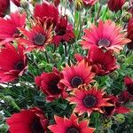Dimorphotheca sinuata 花