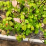 Barleria repens برگ