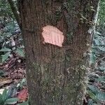 Cola acuminata Кора