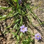 Sisyrinchium langloisii 花