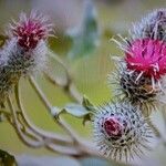 Arctium tomentosumFlower