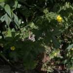 Potentilla canadensis Hábito