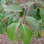 Memecylon umbellatum Leaf