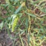 Setaria verticillata Fruit