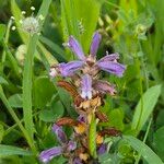 Orobanche nana Кветка