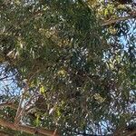 Eucalyptus cladocalyx Leaf
