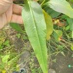 Persicaria senegalensis Leaf